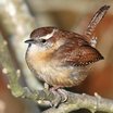 Carolina Wren